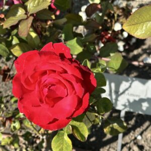 IMG_8009