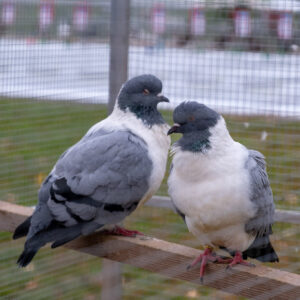 JozefBaláž-Chovatelska-vystava--04