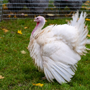 JozefBaláž-Chovatelska-vystava--09