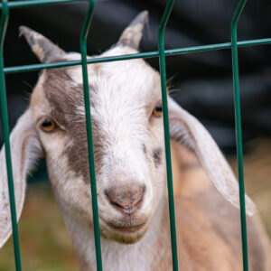 JozefBaláž-Chovatelska-vystava--11
