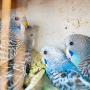 SZCHO-aug2025-s-49-1536x1022