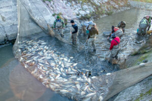 Zarybnovanie-Senec2025