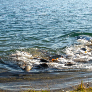 Zarybnovanie-Senec202511