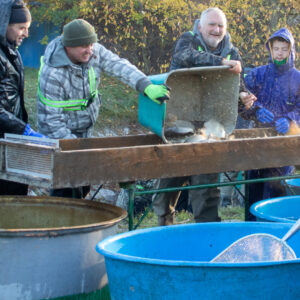 Zarybnovanie-Senec20254