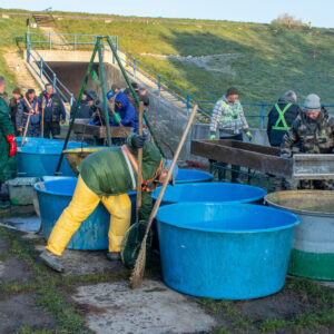 Zarybnovanie-Senec20258