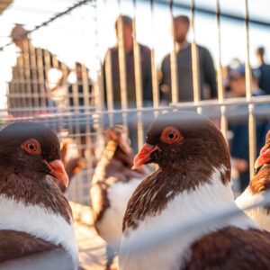 DSC_2695-crop-1536x1022