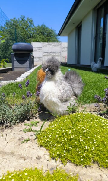 Hodvabnicka_Vrablova_3