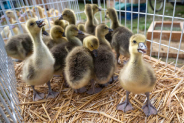 Podujatia na 15. týždeň