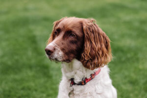 Úprava terénu na výbehu pre psy